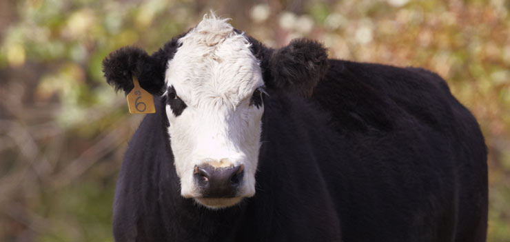 mainctacattle