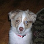 Bubba 150x150 Pet Photos