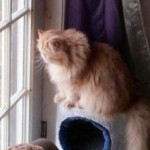 Missy 150x150 Pet Photos