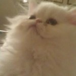 Razzly 150x150 Pet Photos