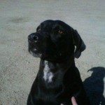 Sarge 150x150 Pet Photos