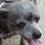 dog panting 150x150 Pet Photos