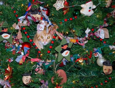 63919 396x303 Cat in christmas tree 12 Tips for a Cat Safe Christmas Tree 