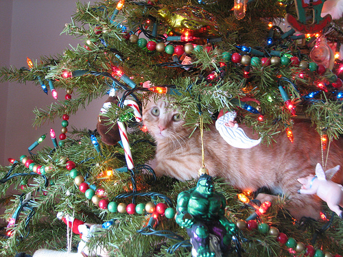 cat in a christmas tree 12 Tips for a Cat Safe Christmas Tree 