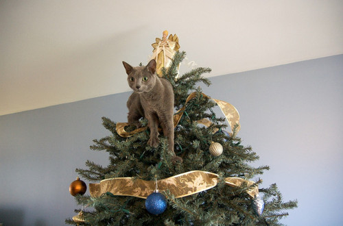 xmastreecat1 12 Tips for a Cat Safe Christmas Tree 