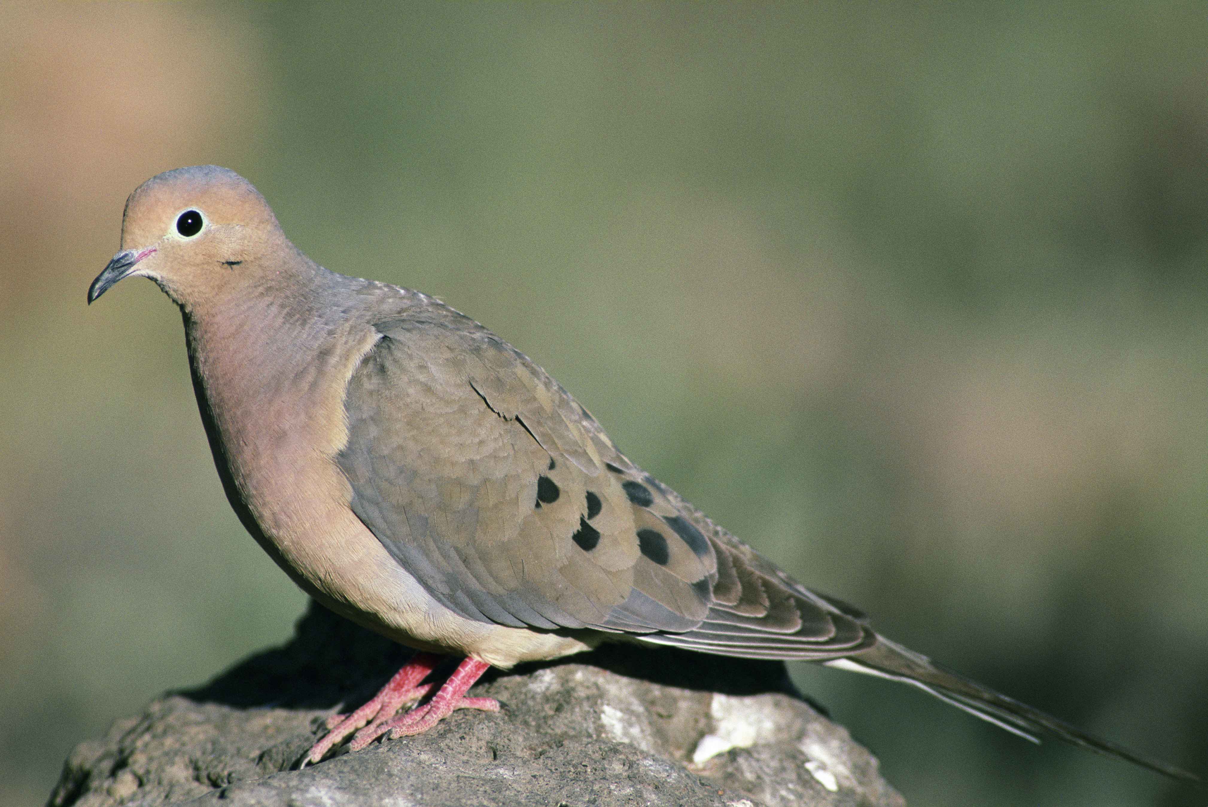 close-up-of-mourning-dove-bird-standing-on-rock-zenaida ...