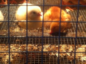 chicken workshop baby chicks