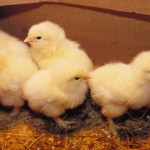 baby_chicks222