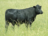cow-black