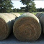 Hay_Coastal_roundbales