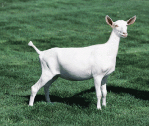 white goat