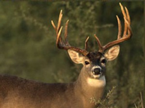 Deer Health and Nutrition Tips during Antler Growth Season