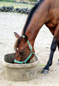 horse-qa-proper-eating