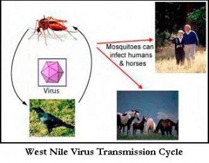 wnv_infectcycle-300x234