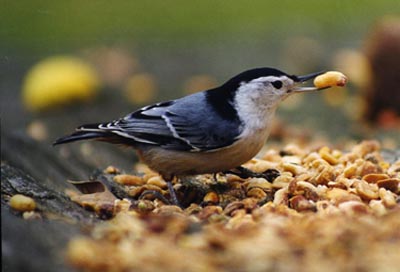 nuthatch