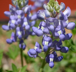 Texas Bluebonnet Lupinus texensis