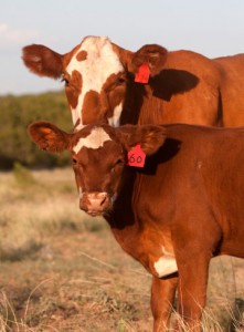 farm bill livestock forage program