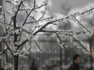 ice-storm-winter-cold-tree