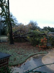 ice-tree-223x300 Tree pruning