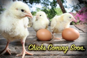 chicks-coming-post