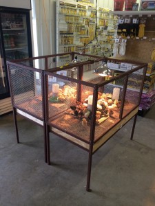 chicks 2015 1 chicks