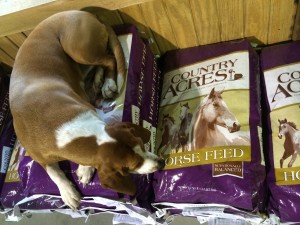 country acres pellets country acres 12% pellets